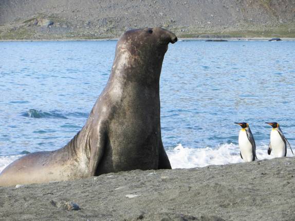 Um grande elefante-marinho se ergue na praia de Gold Harbour, na Geórgia do Sul (foto de France Dionne)